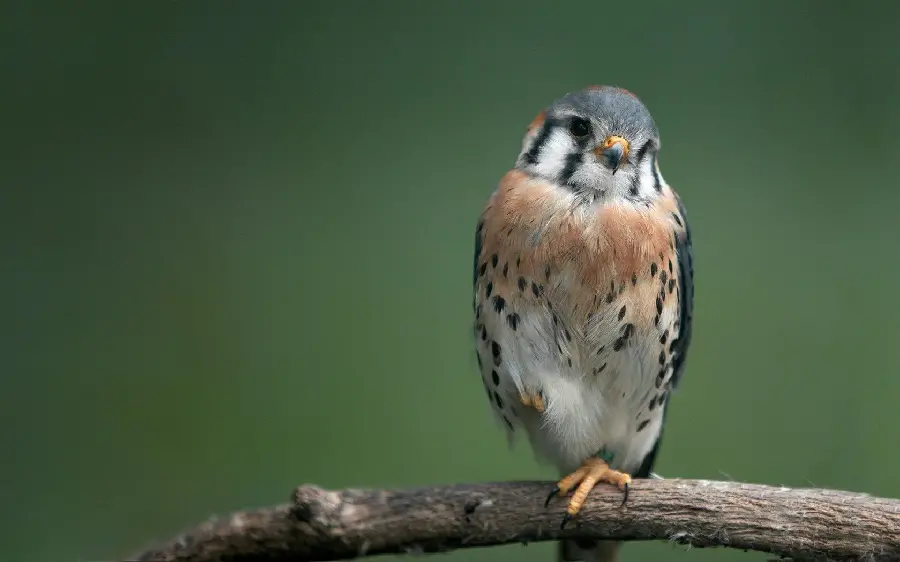 The most beautiful bird of prey photo with a small and lovely body
