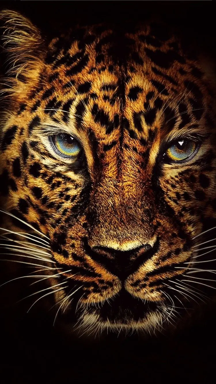 Jaguar background with a fantastic design suitable for iPhone phones