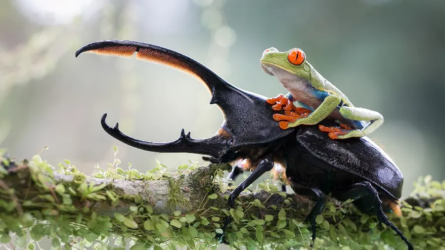 Very strange wallpaper of a frog and an interesting animal in excellent quality 