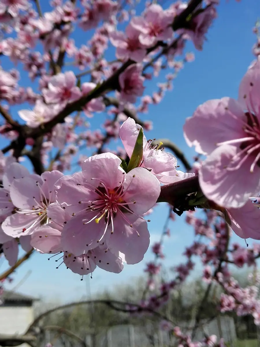 Awesome download of beautiful peach tree blossoms photo 