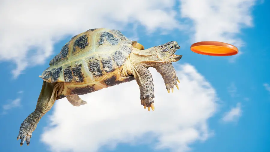 Fantasy photo of a turtle catching a flying saucer in the sky