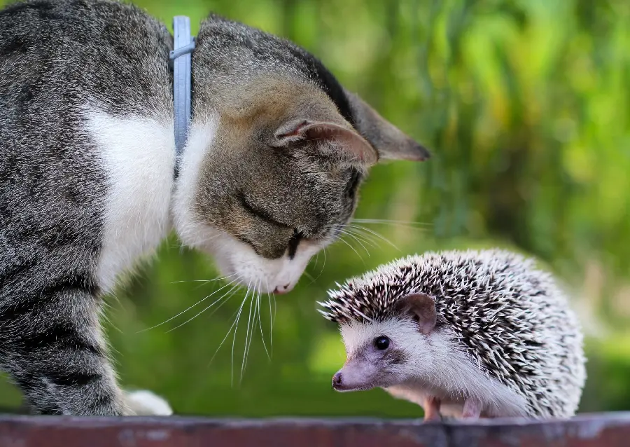 Very attractive wallpaper of hedgehog and cat in green nature