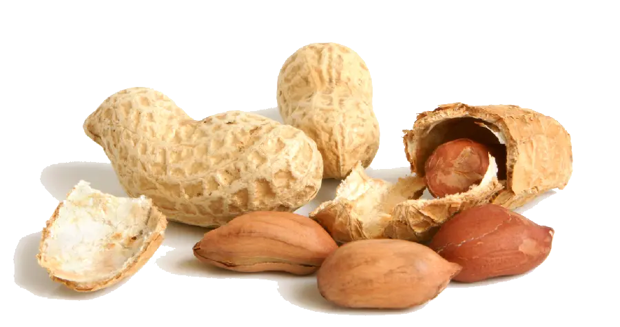 HD image of peanuts with shell and pod without background