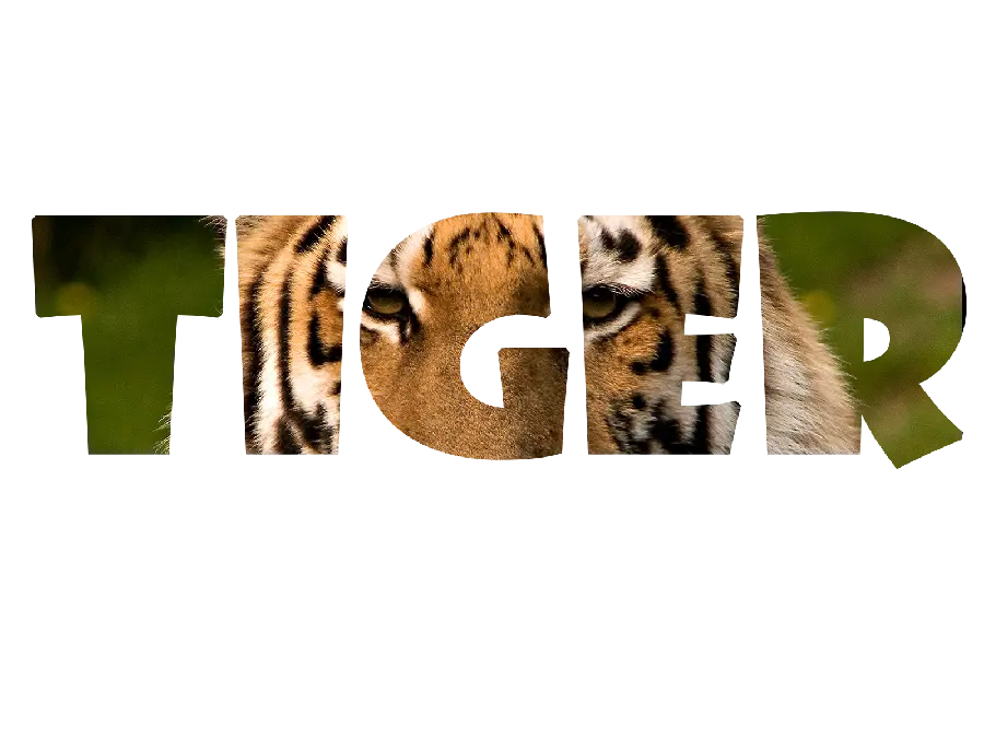 Edited PNG text photo of a tiger suitable for use as a logo