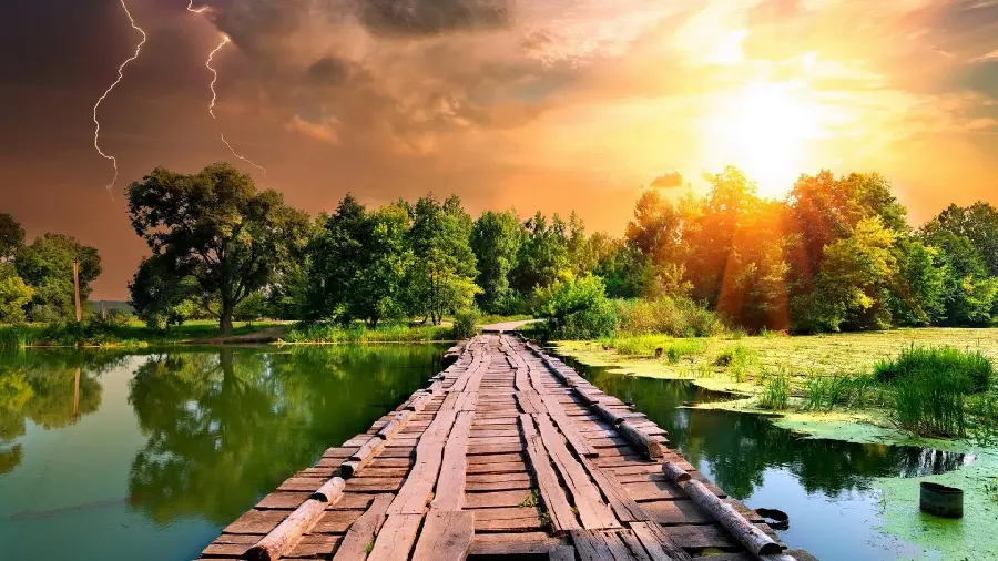 A spectacular and amazing picture of a green forest and a wooden bridge