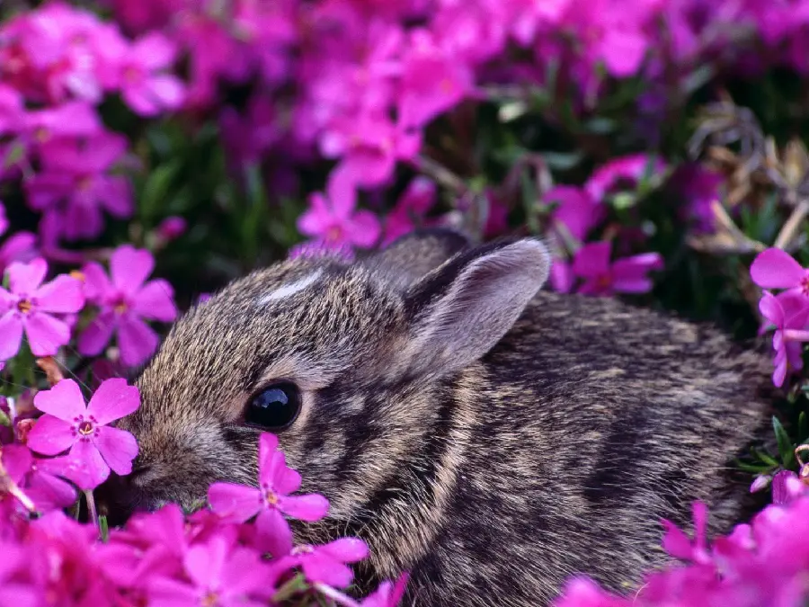 A photo suitable for printing a painting of a wild rabbit hiding in purple flowers 