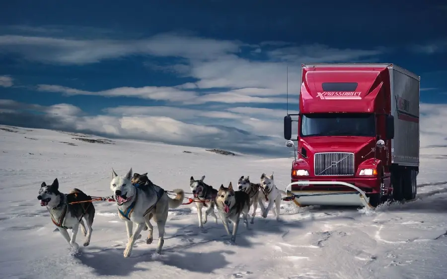 Profile picture of an ice polar bear and a husky pulling a sled trailer