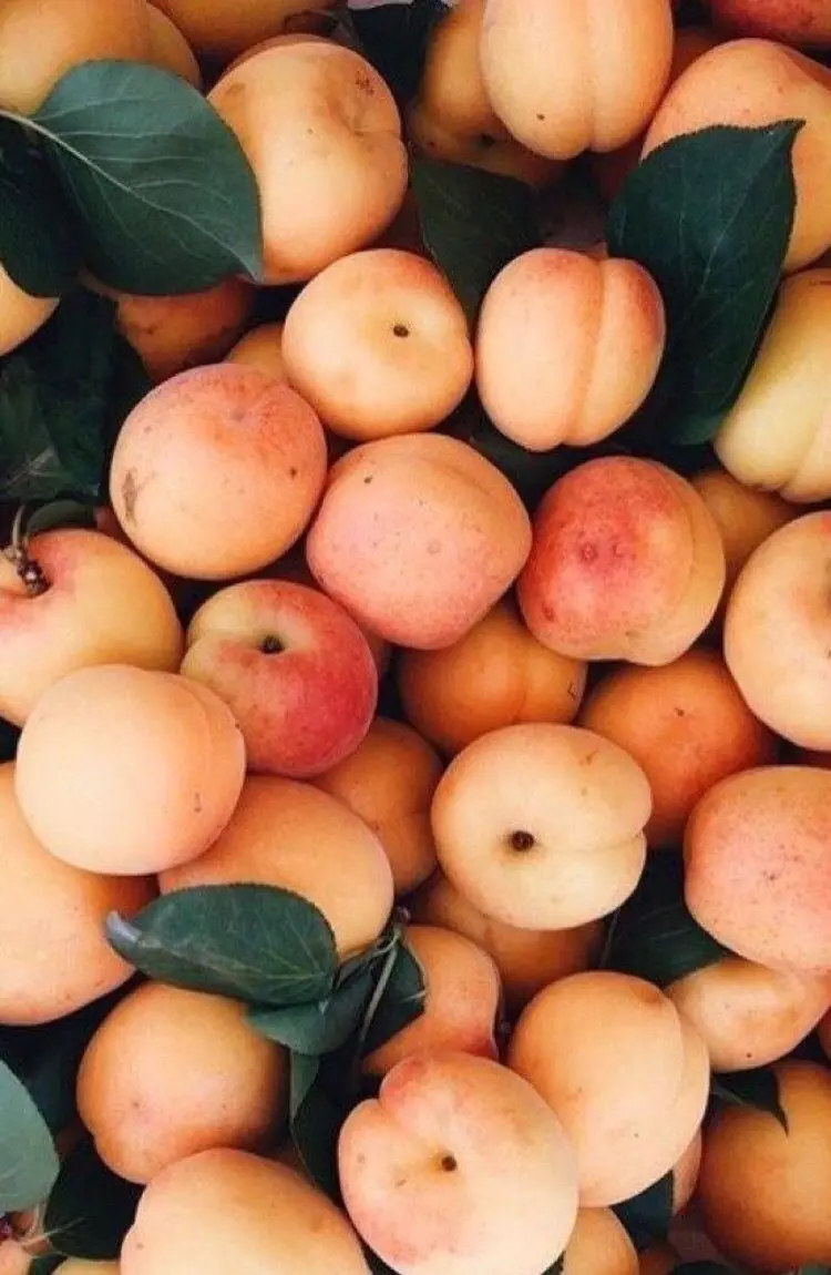Beautiful full hd frame of peach fruits rich in vitamins and minerals