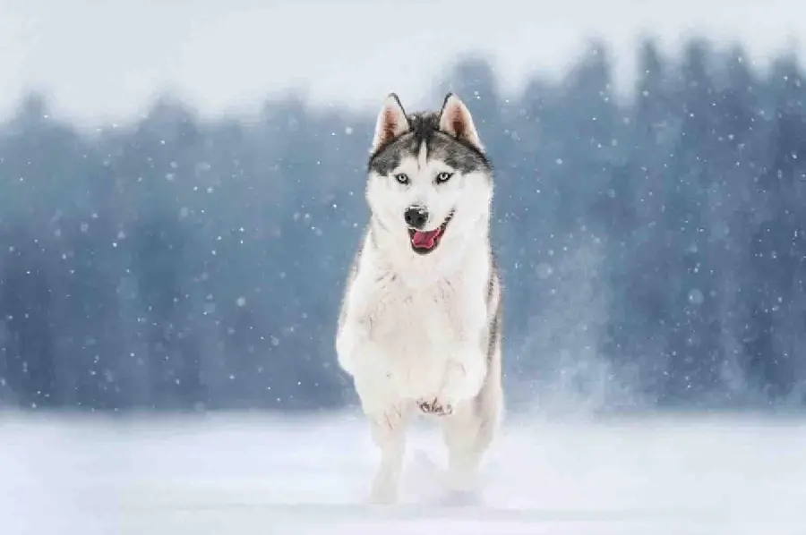 A charming and beautiful picture of a fluffy husky dog ​​running in the snow