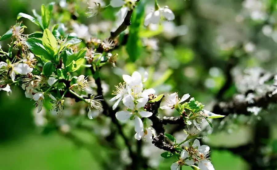 A beautiful image for a story of spring nature and apple blossoms