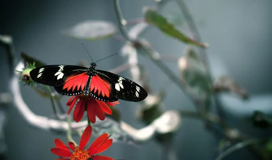 High quality red butterfly wallpaper on red flower