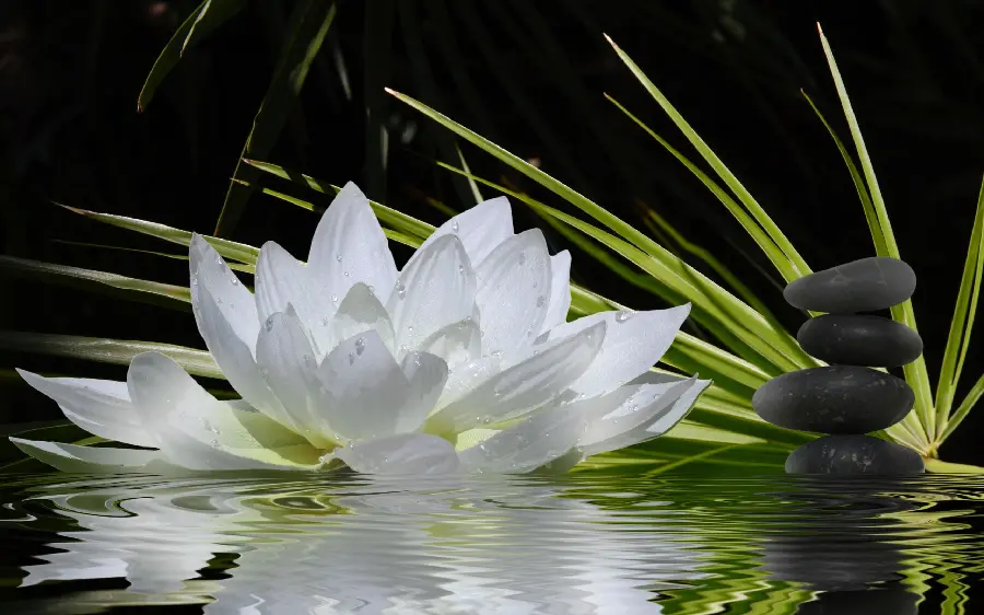 Amazing stock photo of the combination of stones and flowers, popular in Japan