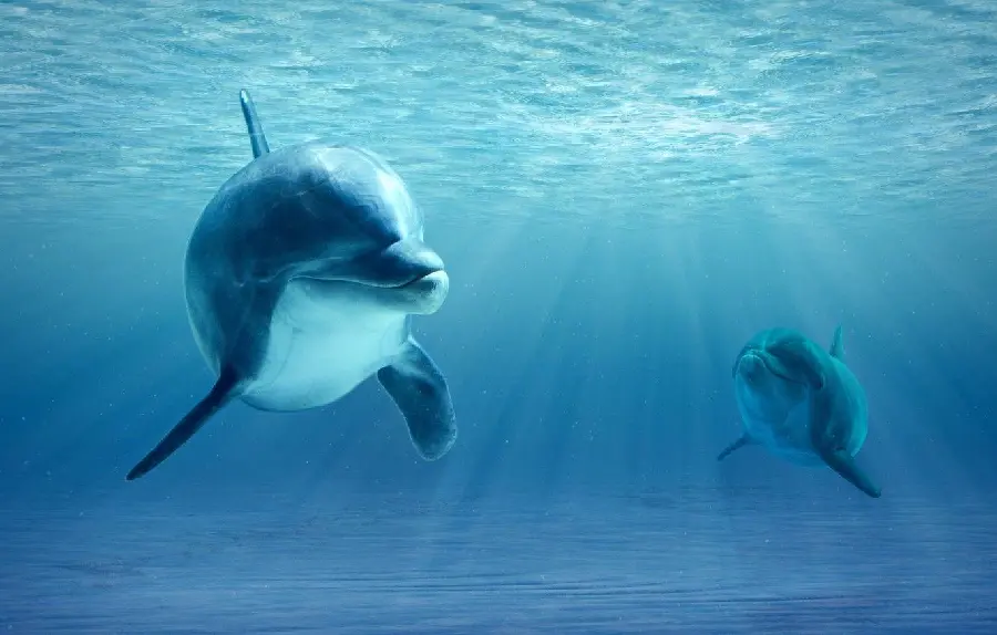 New stock image of underwater creatures in the style of realism