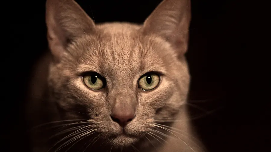 Beautiful and quality design of a beautiful and charming cat with green eyes for computer background