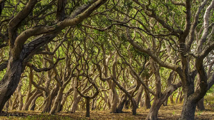 Amazing and spectacular background of beautiful trees for computer wallpaper