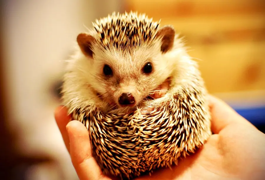 High quality Telegram profile photo of a hedgehog in a human hand