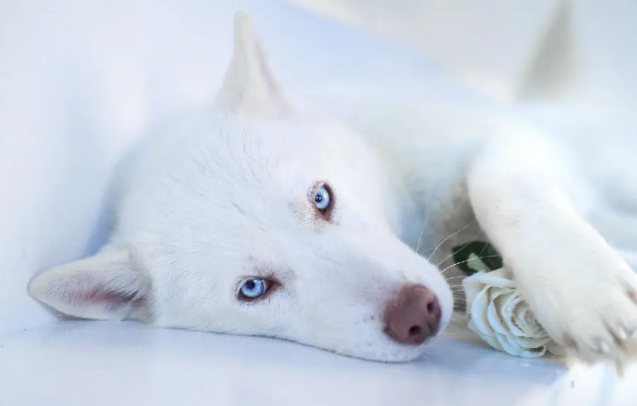  White husky background in the snow and a rose branch in his hands