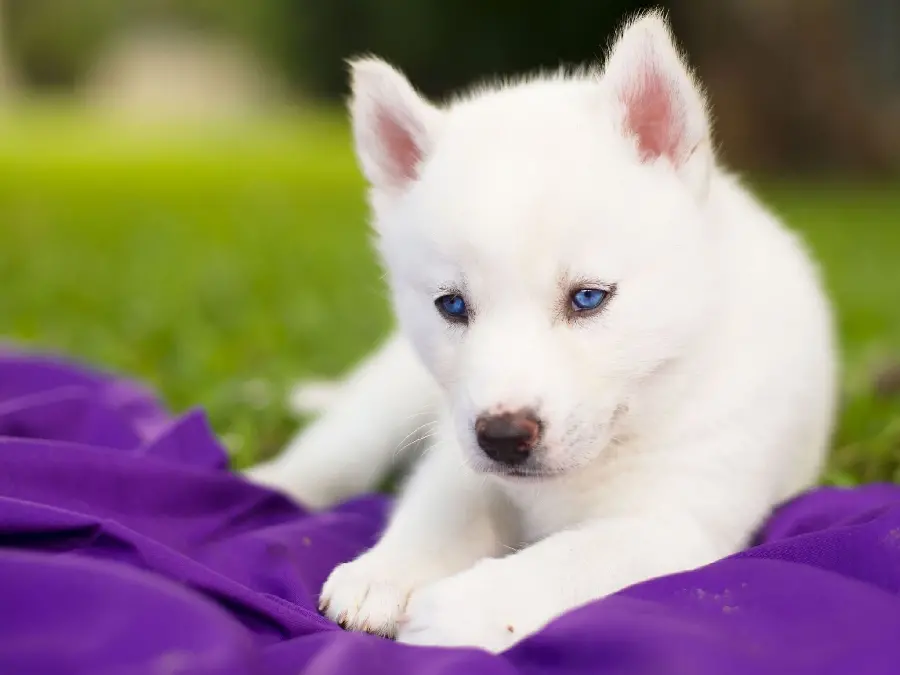  Charming background of a white husky dog ​​on a purple cloth 