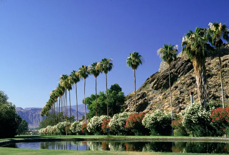 Beautiful landscape image with a blue lake and attractive palm trees and flower bushes