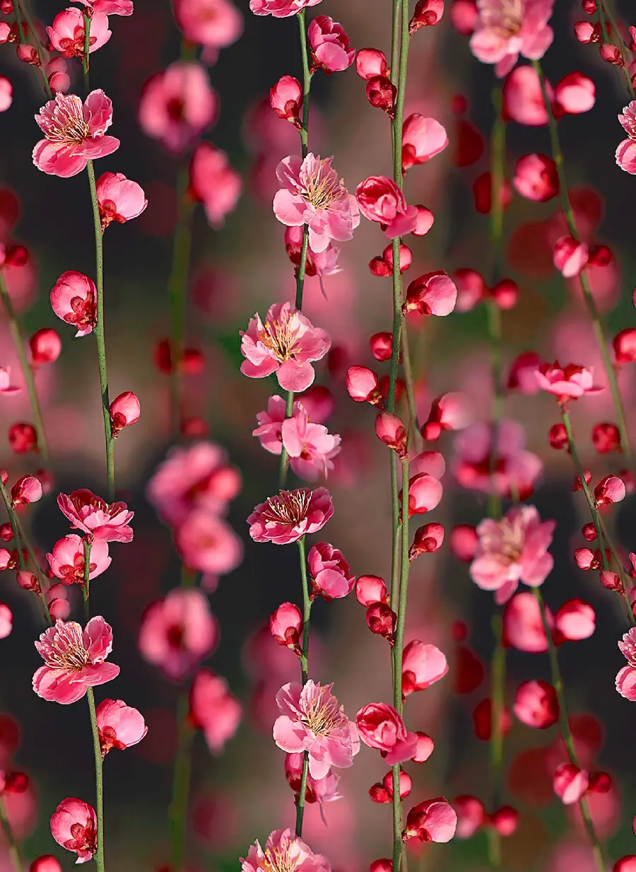 Stock photo and dream of peach blossoms with the best quality
