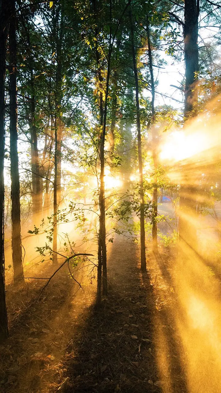 Spectacular background of sunlight penetrating through the forest trees in the famous summer season