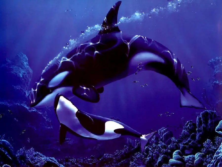 Awesome and beautiful picture of two small and large whales with excellent quality 