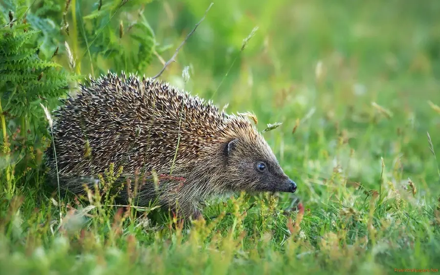 The simplest photo of a hedgehog from a profile in a lush green space