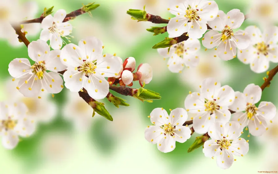 Digitally painted image of spring apple blossoms