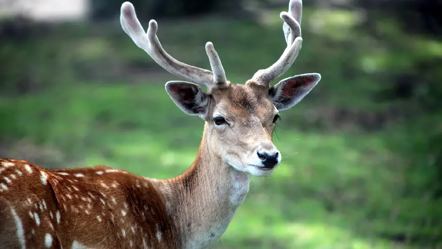A very beautiful and stunning view of a red deer