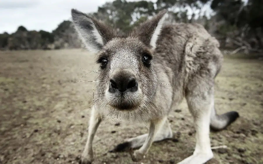 Download attractive and spectacular background of a kangaroo in excellent quality 