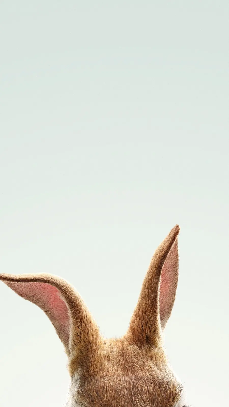 Get a wallpaper of a rabbit's back and its cute pink ears