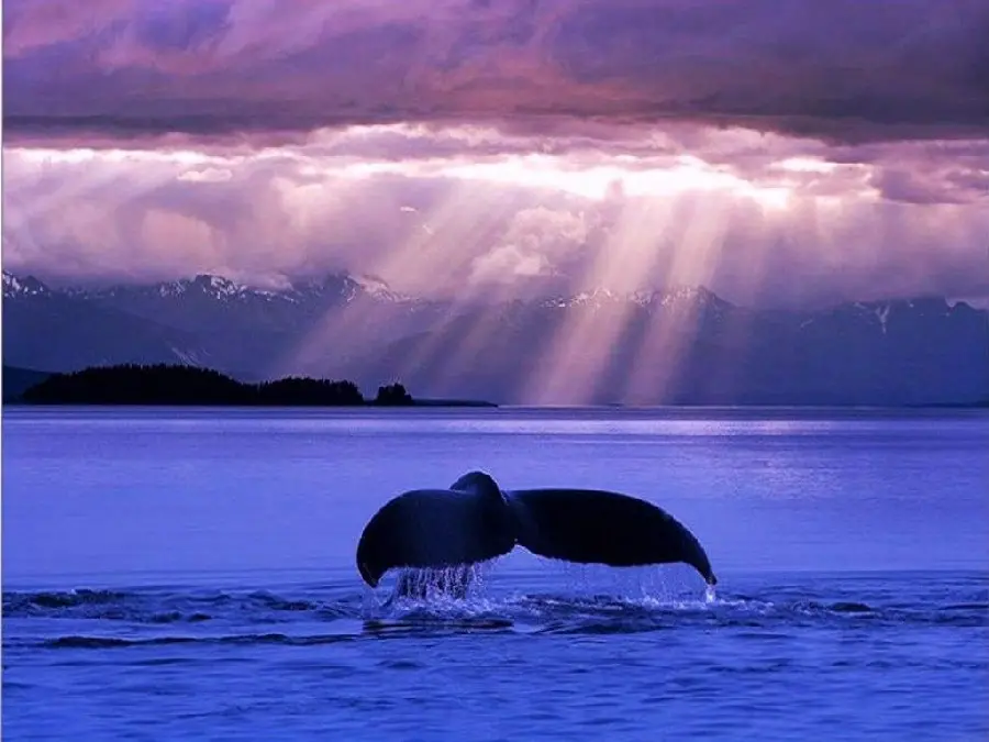 Amazing wallpaper of a whale's tail in the water and with a beautiful sunset