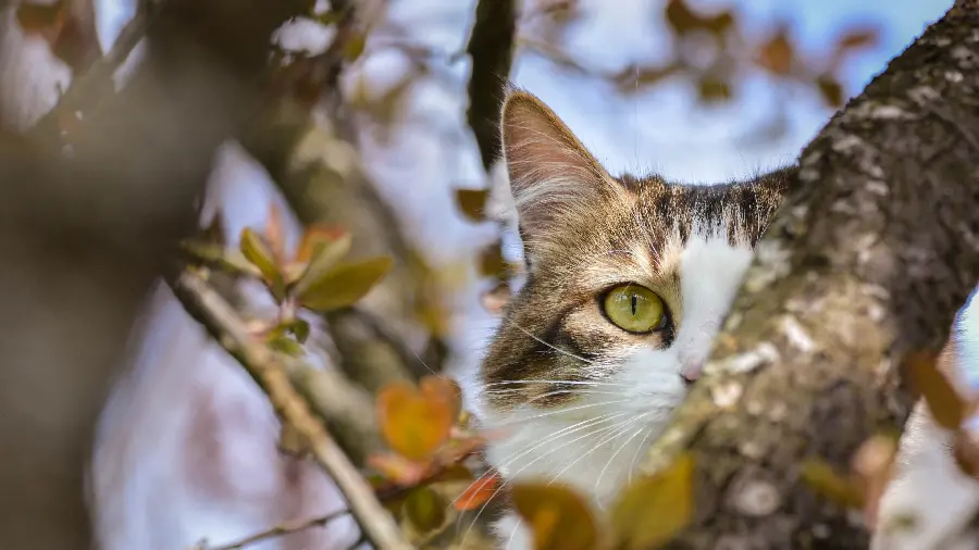 A beautiful portrait From a cute cat with pistachio-colored and marble eyes