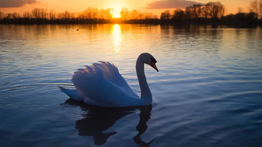A charming and dreamy wallpaper of a white swan at sunset