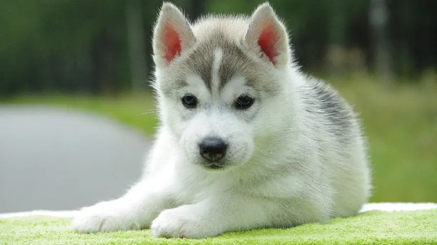  Charming picture of a white husky puppy Googly on a beautiful green grass 