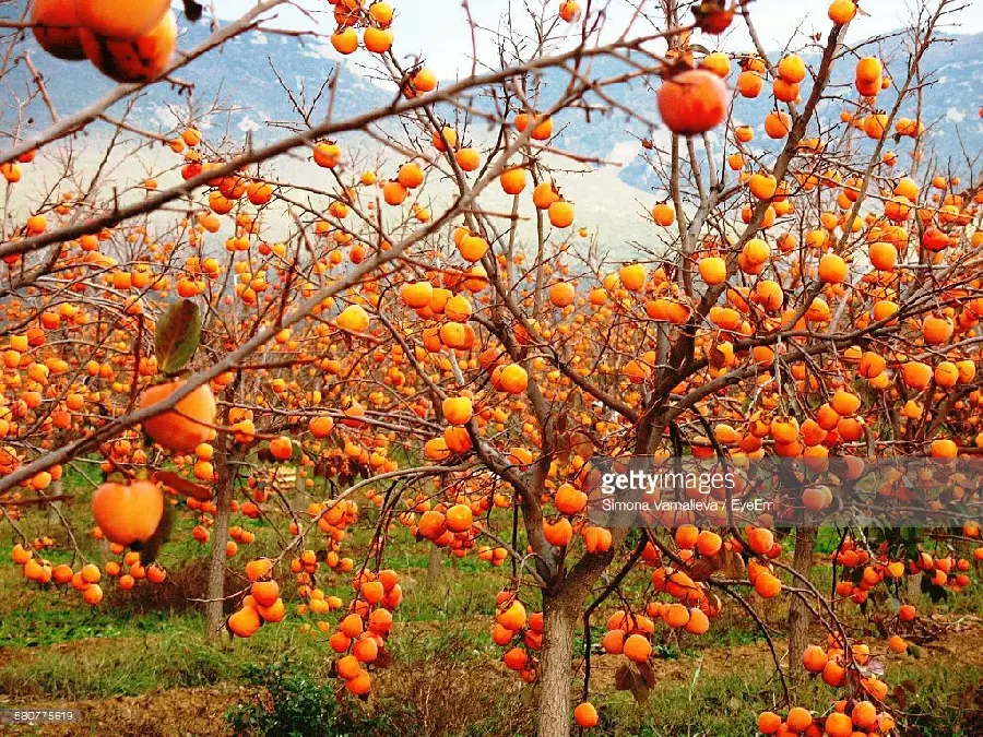 Autumn and forest photo of ripe and orange persimmon tree
