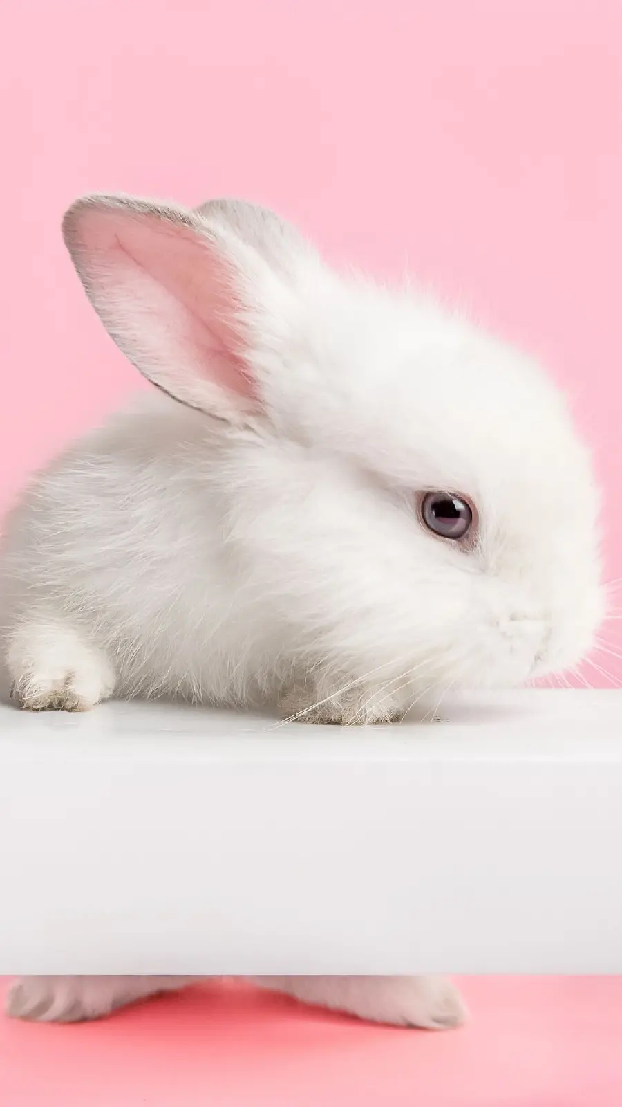 Profile image of a fluffy and cute rabbit with marble eyes