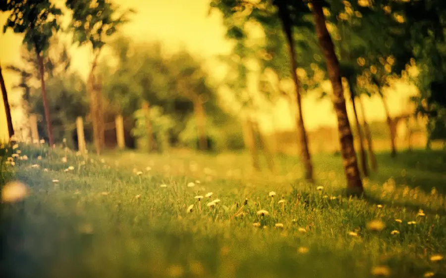 Beautiful portrait of lush summer nature with full hd quality suitable for making photo captions