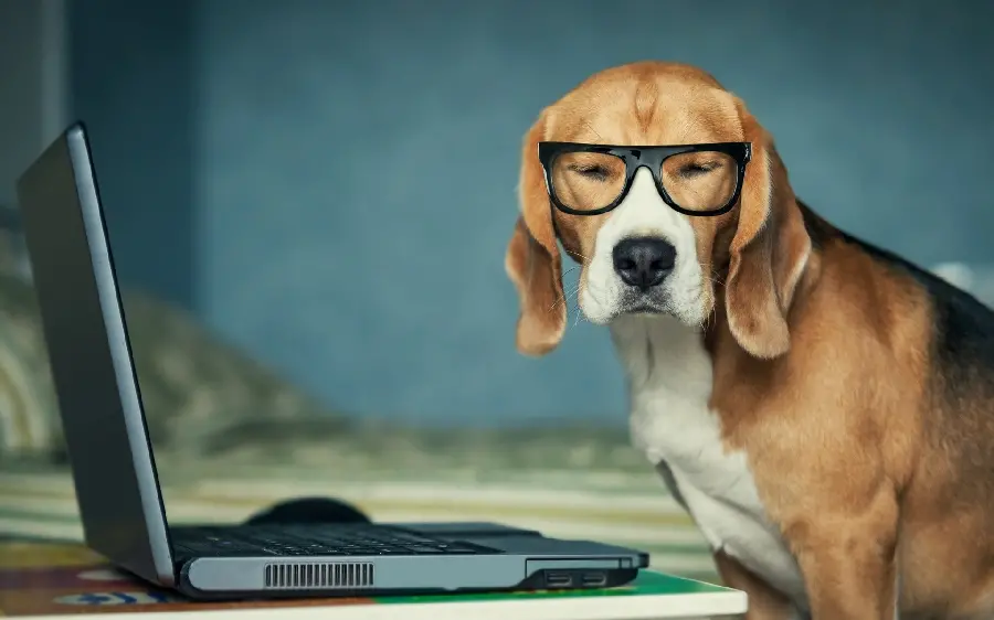 A very beautiful wallpaper of a dog with glasses next to a laptop 