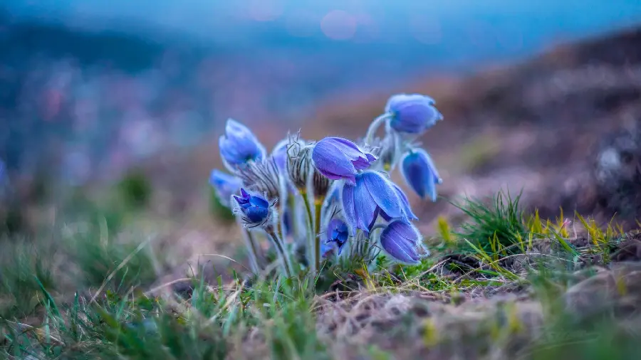 A beautiful portrait of a small violet flower in the form of a bouquet