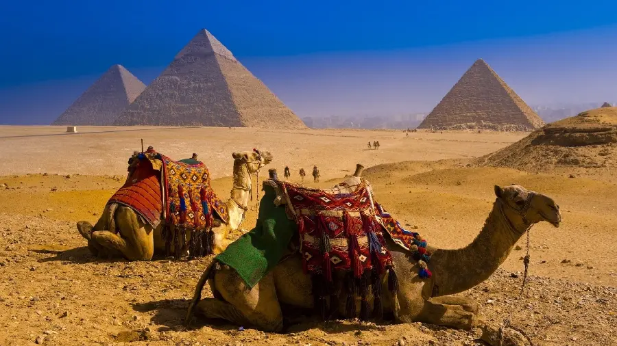 Download a very beautiful and spectacular image of two camels in high quality 