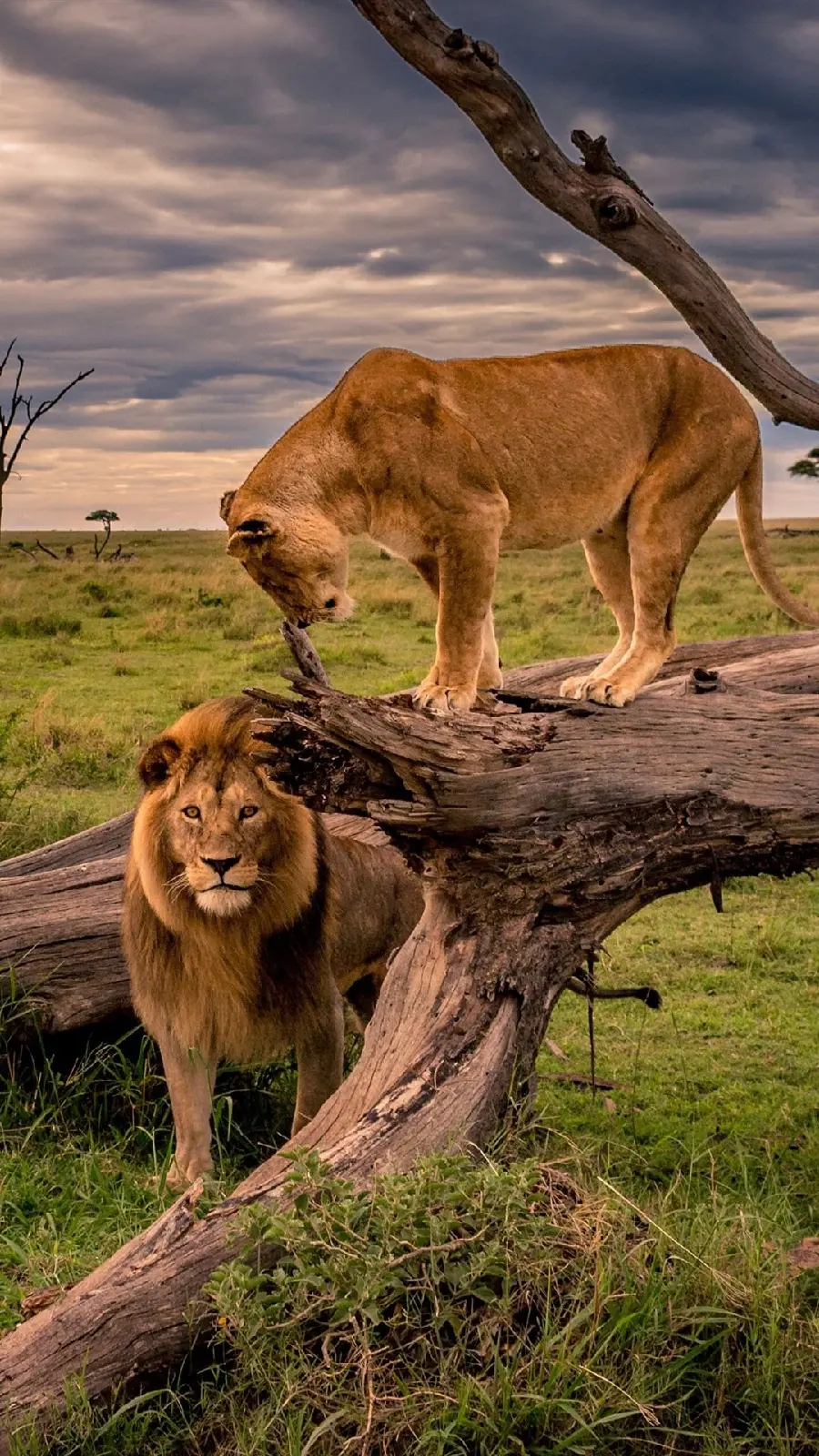 Lovely Stock Photo of Male and Female Lions Suitable for iPhone and Samsung