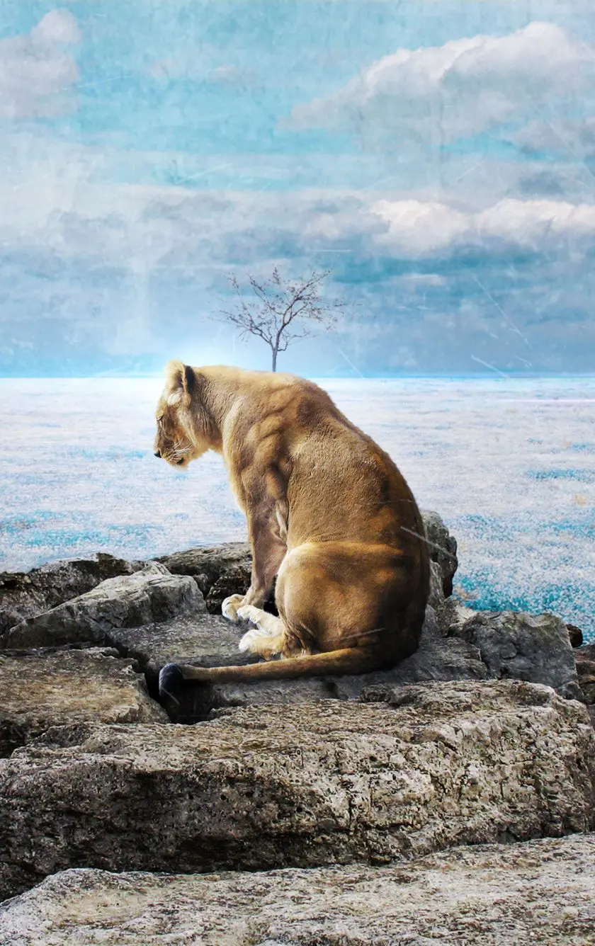 Female lion wallpaper in nature suitable for iPhone and Samsung