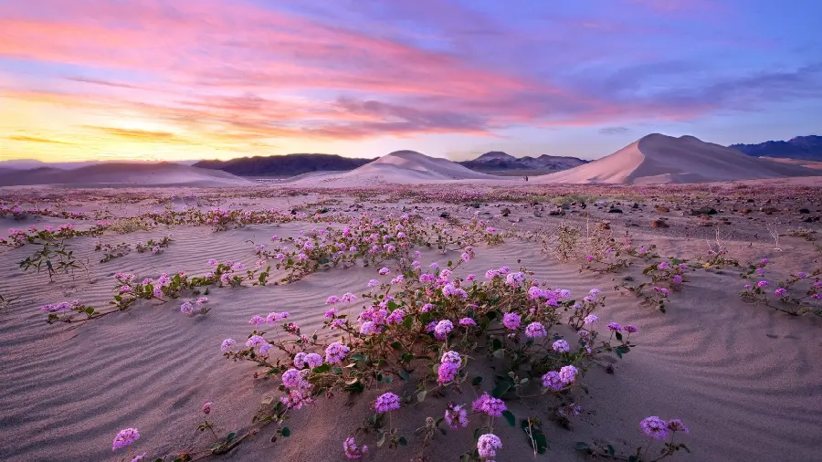 A charming wallpaper of a sunrise in a field full of purple flowers
