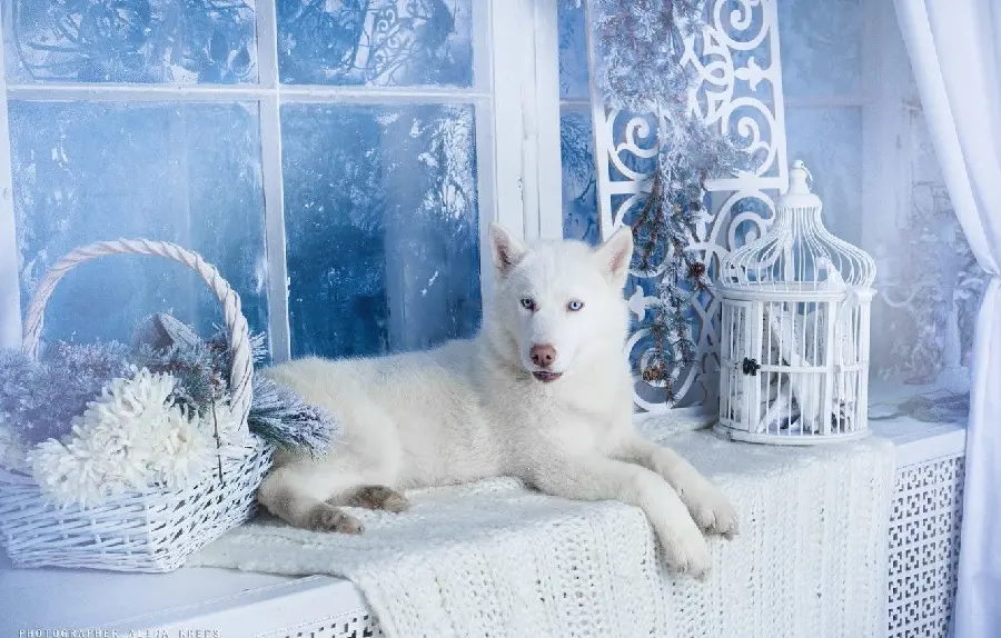  Beautiful photo of a beautiful white husky dog ​​next to a window in high quality 