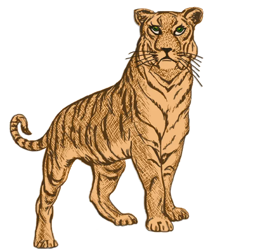 Free download of colored tiger PNG graphics with the clearest quality