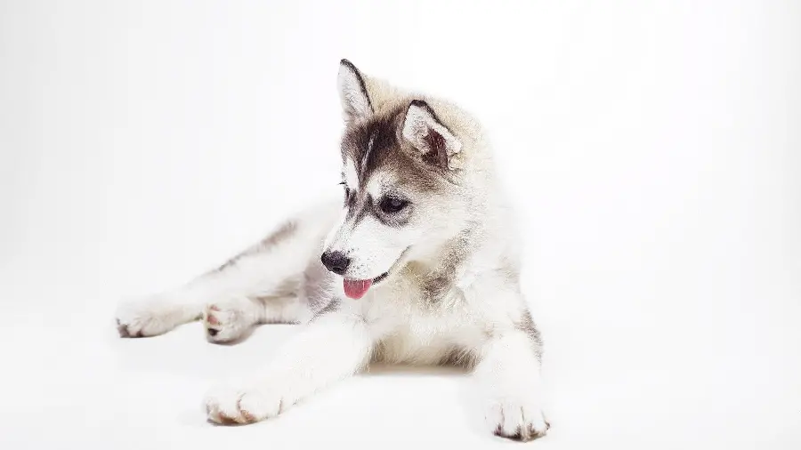 A fascinating and googly background of a very beautiful husky dog ​​