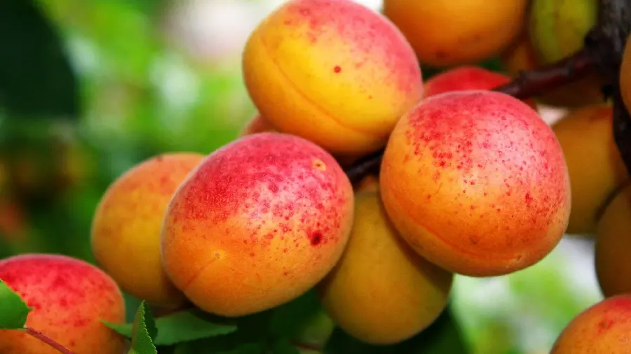 Download an incredibly beautiful photo of ripe apricots 