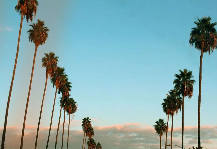 Image of foxtail palm trees in public spaces in Los Angeles