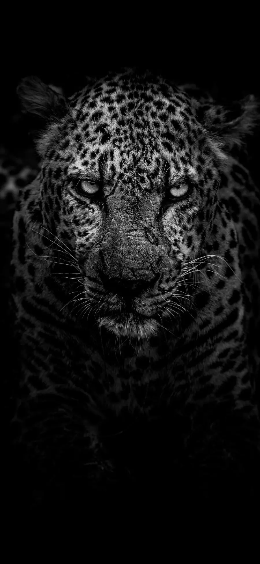 Cool and beautiful black and white Jaguar images for special profiles 